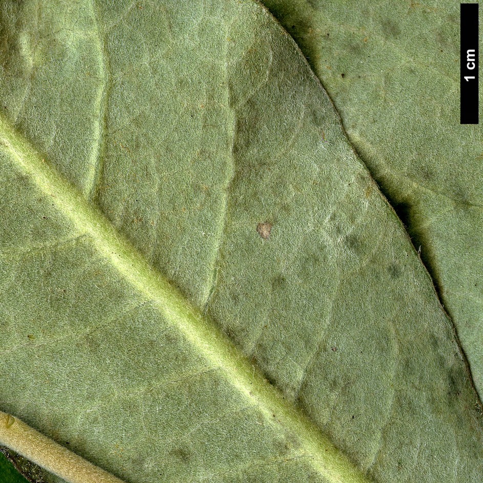 High resolution image: Family: Pittosporaceae - Genus: Pittosporum - Taxon: ralphii